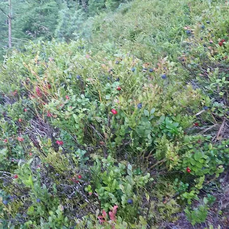 Fazenda Gæstehus 3*