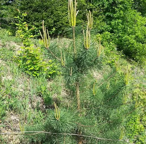 Konukevi Fazenda Kosiv
