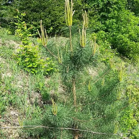 Pensjonat Fazenda Kosów